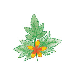 floral design elements created by hand using crayon