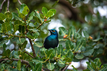 Fototapeta premium Greater blue-eared starling - the bird