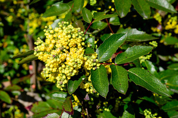 Many small yellow blooms and flowers of Mahonia aquifolium and green leaves on shrubs, in a garden in a sunny spring day, beautiful outdoor floral background photographed with soft focus.