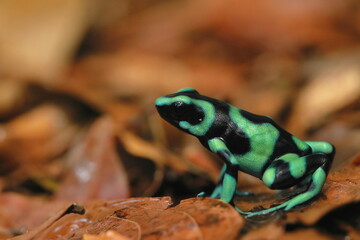 Dendrobates auratus