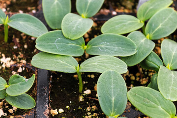 A cluster of cucumber seedlings growin in soil