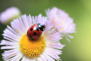 ハルジオンの花にてんとう虫
