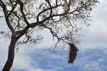 tree and sky