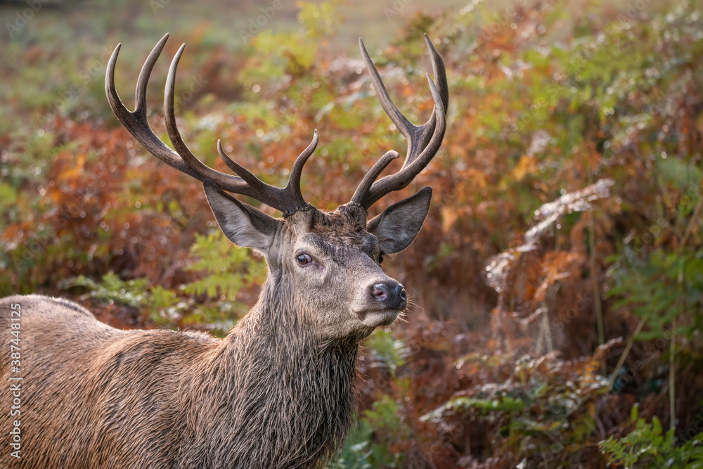 Wall mural beautiful image of red deer stag in vibrant golds and browns of autumn fall landscape forest