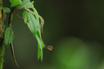 Fototapeta premium Eyelash Palm Pitviper (Bothriechis schlegeli)