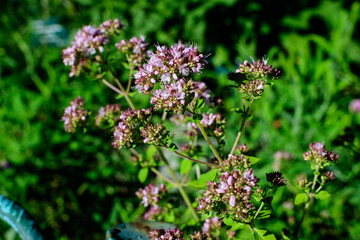 Many fresh green leaves and purple flowers of Thymus serpyllum plant, known as Breckland wild thyme, creeping or elfin thyme  in direct sunlight, in a herbs garden, in a sunny summer day