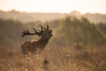 Beautiful image of red deer stag in vibrant golds and browns of Autumn Fall landscape forest