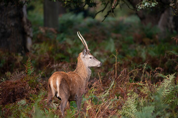 Beautiful image of red deer stag in vibrant golds and browns of Autumn Fall landscape forest