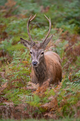 Beautiful image of red deer stag in vibrant golds and browns of Autumn Fall landscape forest