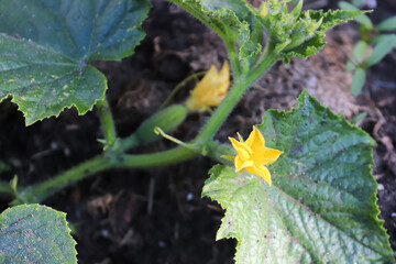 Closeup of a pickling cucumber flower opening up