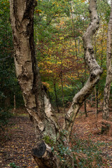 Beautiful Autumn Fall forest landscape with vivid warm Fall colours and variety of trees in woods