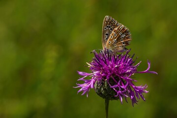 Small chalk hill blue butterfly, a female, sitting on a purple knapweed flower growing in a meadow on a sunny summer day. Blurry green grass in the background. Copy space.