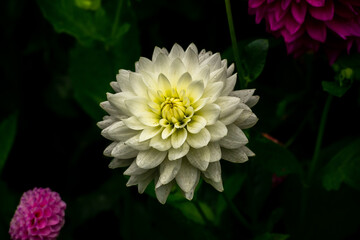 White Dahlie in an colourful background