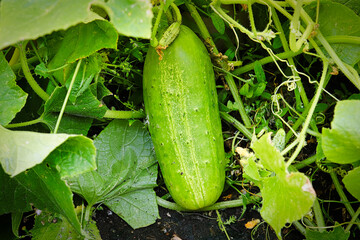A large green cucumber maturing on the vine