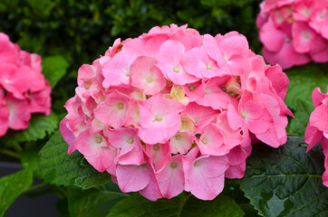 Magenta pink hydrangea macrophylla or hortensia shrub in full bloom in a flower pot, with fresh green leaves in the background, in a garden in a sunny summer day, beautiful outdoor floral background.
