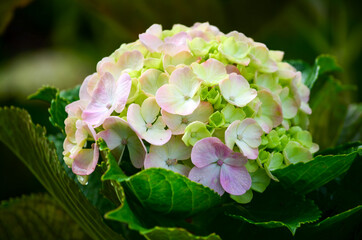 White and pink flowers of hydrangea macrophylla or hortensia shrub in full bloom in a flower pot,...