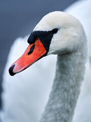 Fototapeta premium Close portrait of a swan. Nice bokeh and details in the bird