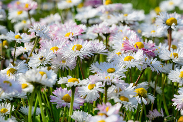 Side view of large group of Daisies or Bellis perennis white and pink flowers in direct sunlight, in a sunny spring garden, beautiful outdoor floral background.