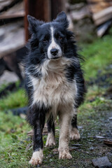 Leoni la chienne du berger 