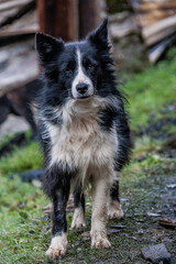 Fototapeta premium Leoni la chienne du berger 