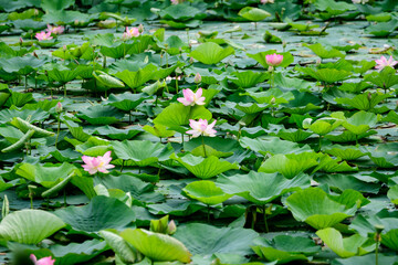 Delicate vivid pink and white water lily flowers (Nymphaeaceae) in full bloom and green leaves on a water surface in a summer garden, beautiful outdoor floral background photographed with soft focus.