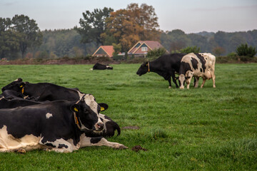 Dutch cows laying down in grasland