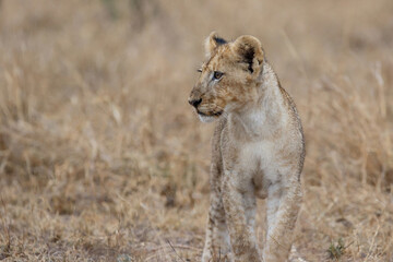 African lion (Panthera leo) cub standing in the dry grass of the plains in Kruger National Park in South Africa