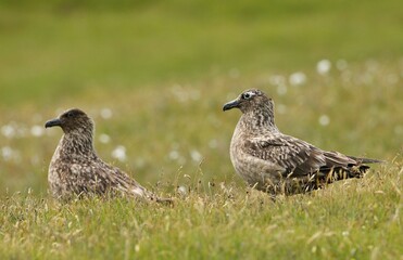 Great skua (Stercorarius skua)