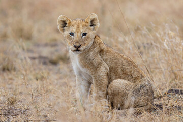 African lion (Panthera leo) cub sitting in the dry grass of the plains in Kruger National Park in South Africa
