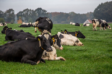 Dutch cows laying down in grasland