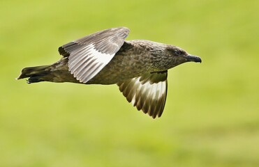 Great skua (Stercorarius skua)
