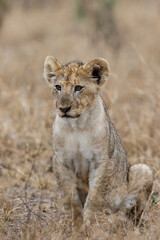 African lion (Panthera leo) cub sitting in the dry grass of the plains in Kruger National Park in South Africa