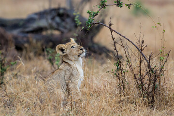 African lion (Panthera leo) cub sitting in the dry grass of the plains in Kruger National Park in South Africa