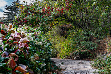 hidden road in the abandoned garden with trees and bushes