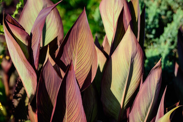 Large red and green leaves of Canna indica plant, commonly known as Indian shot, African arrowroot,...
