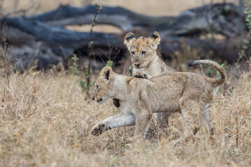 African lion (Panthera leo) cubs playing in the rain  in the dry grass of the plains in Kruger National Park in South Africa