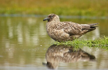 Great skua (Stercorarius skua)