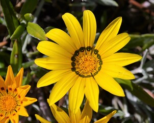flor amarilla