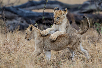 African lion (Panthera leo) cubs playing in the rain  in the dry grass of the plains in Kruger National Park in South Africa
