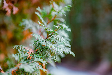 thin leaves on branch, macro photo