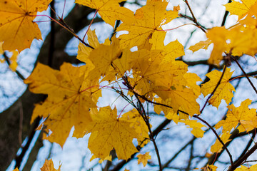 Fototapeta premium Bright yellow maple leaves in autumn season with blue blurred background. Colorful soft red foliage in the autumn park. Autumn leaves background.