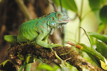 Green Iguana (Iguana iguana)