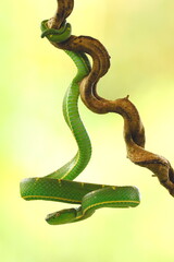 Green palm pitviper (Bothriechis lateralis)