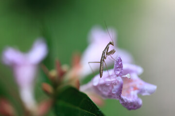 カマキリ