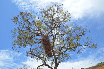 tree and sky