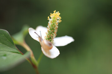 ドクダミにカタツムリ