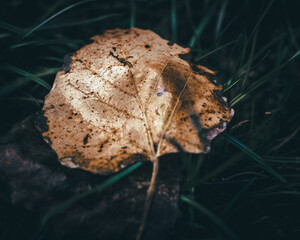 The depth of Fall, leaf close up photography in October