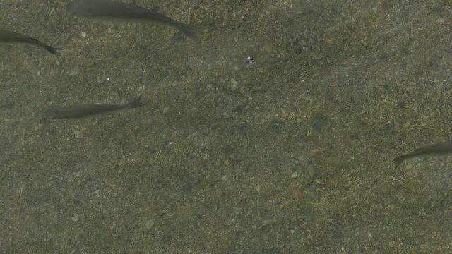 Video di pesciolini in mare 4K