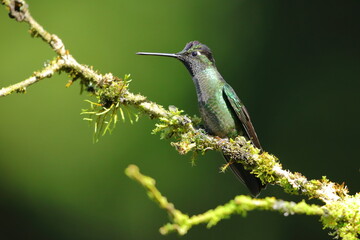 Magnificent Hummingbird(Eugenes fulgens)