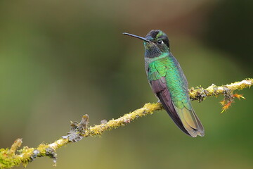 Fototapeta na wymiar Magnificent Hummingbird(Eugenes fulgens)